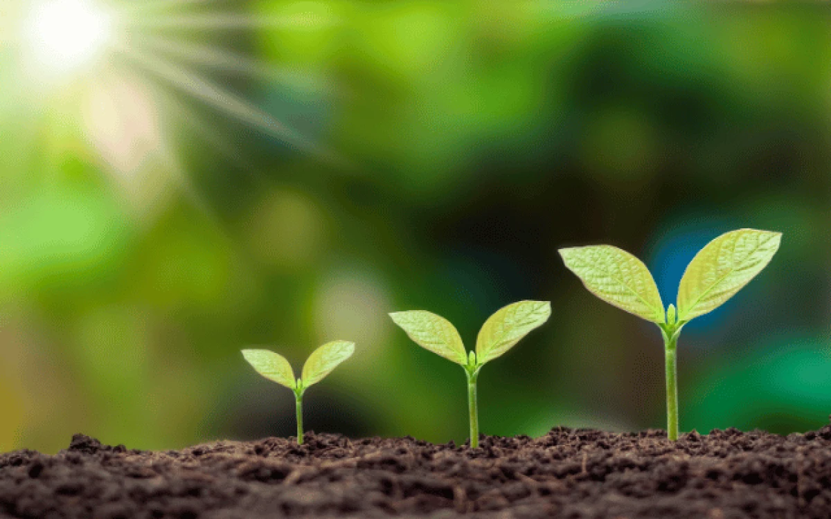 Стратегии быстрого роста бизнеса в Азии: экспертное руководство для веб-мастеров